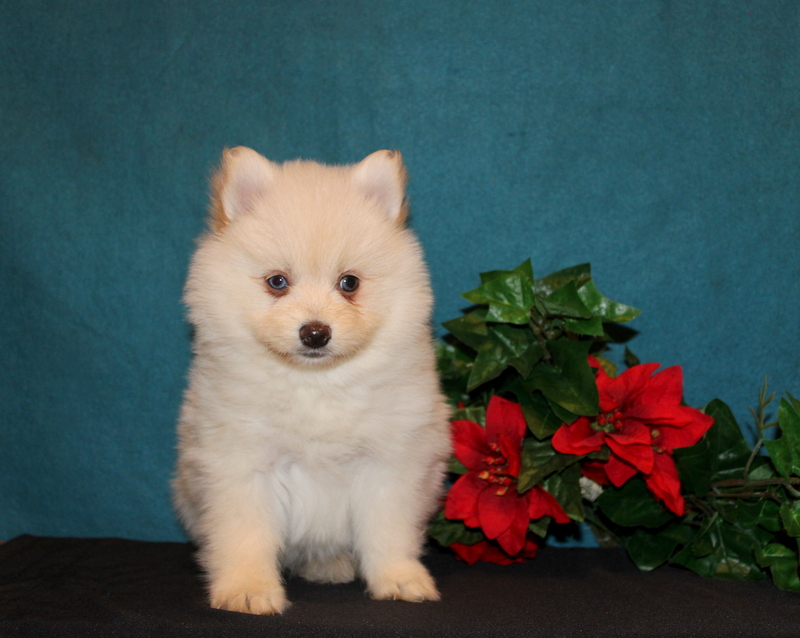 puppy, for, sale, Pomsky, Matthew B. Stoltzfus, dog, breeder, Gap, PA, dog-breeder, puppy-for-sale, forsale, nearby, find, puppyfind, locator, puppylocator, aca